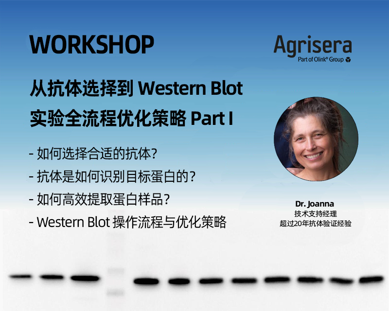Agrisera Live Webinar | From Antibody Selection to Comprehensive Western Blot (WB) Workflow Optimization Strategy - Part I
